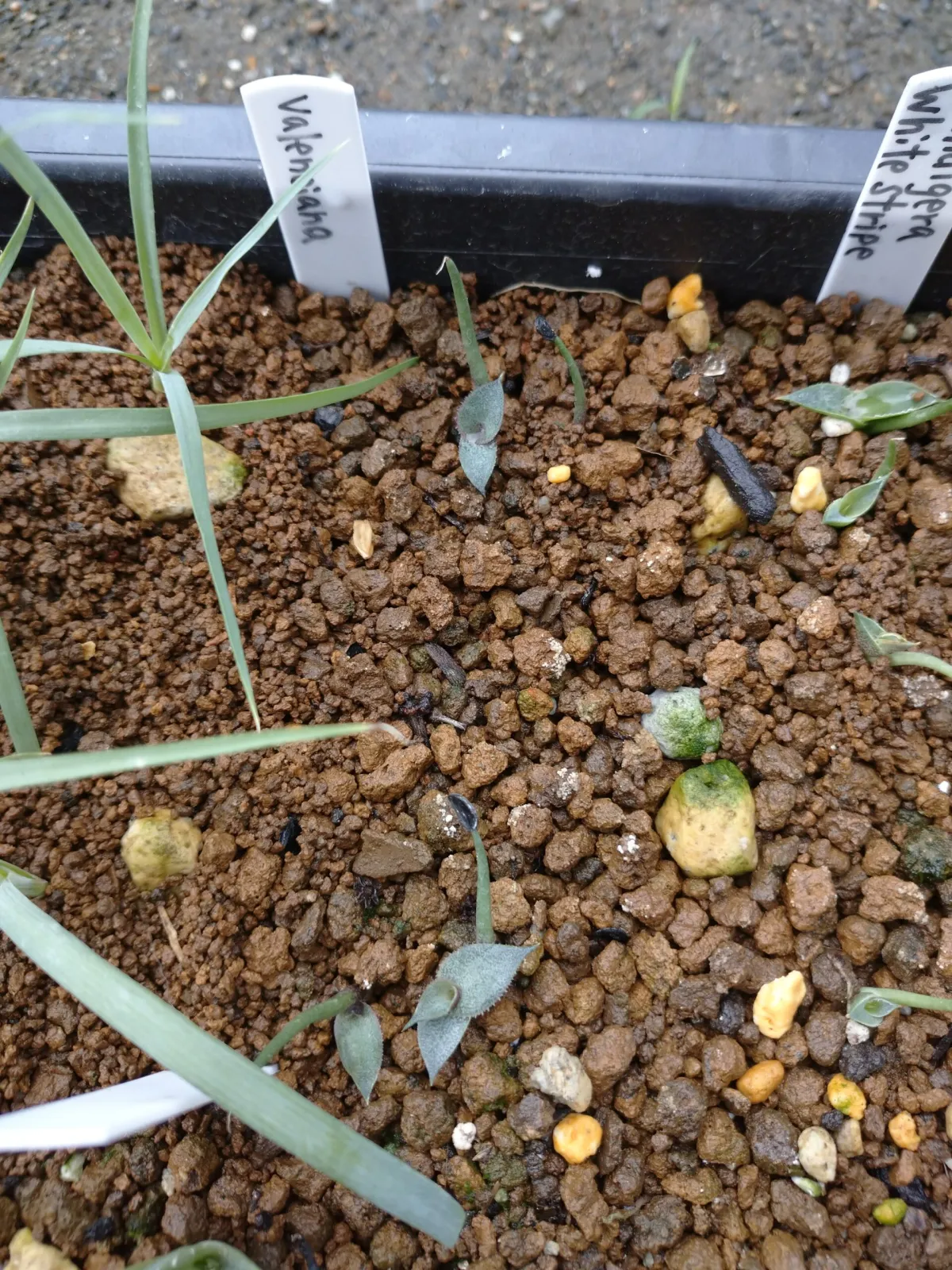 Agave valenciana (アガベ ヴァレンシアナ)