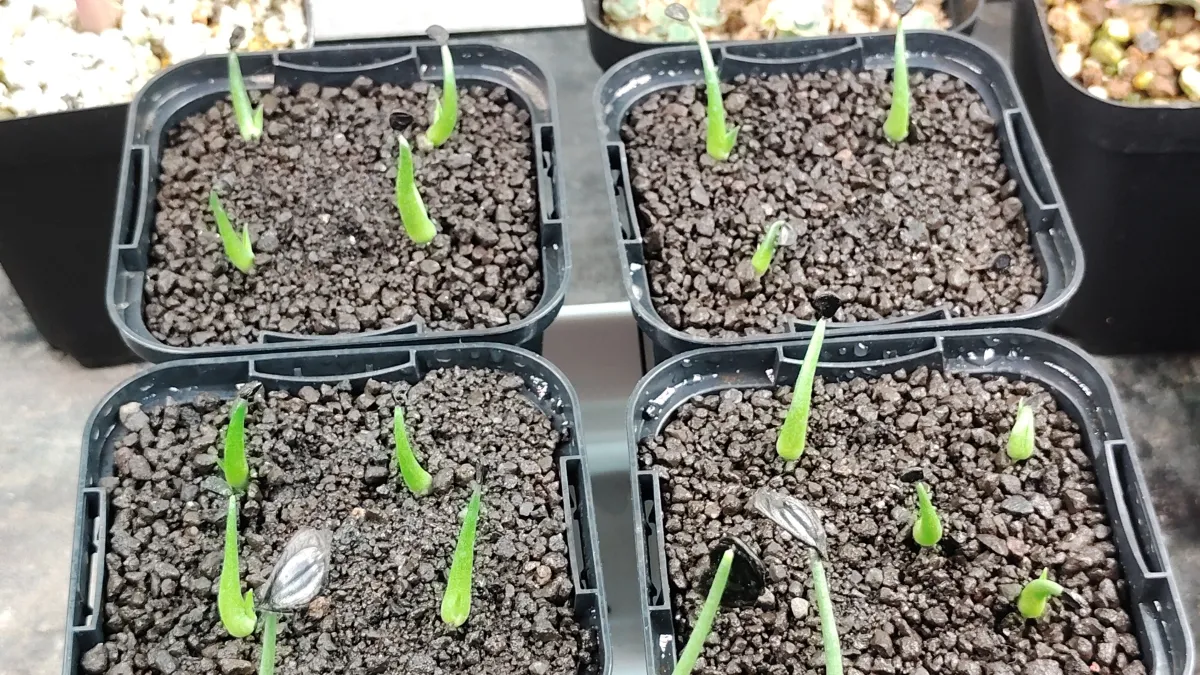 Agave utahensis var. eborispina (アガベ エボリスピナ ヘイフォード)