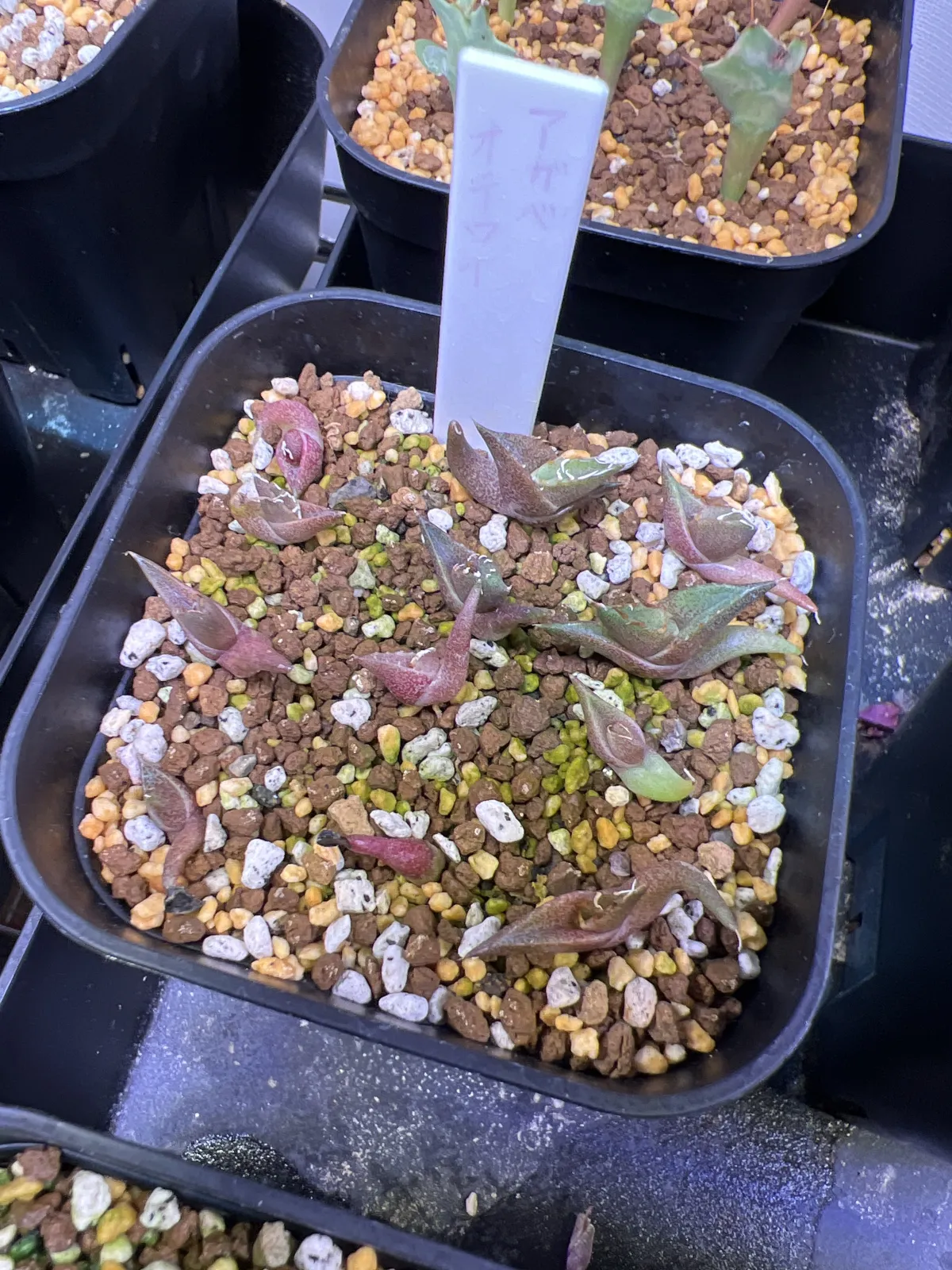 Agave oteroi Lot. (アガベ オテロイ)
