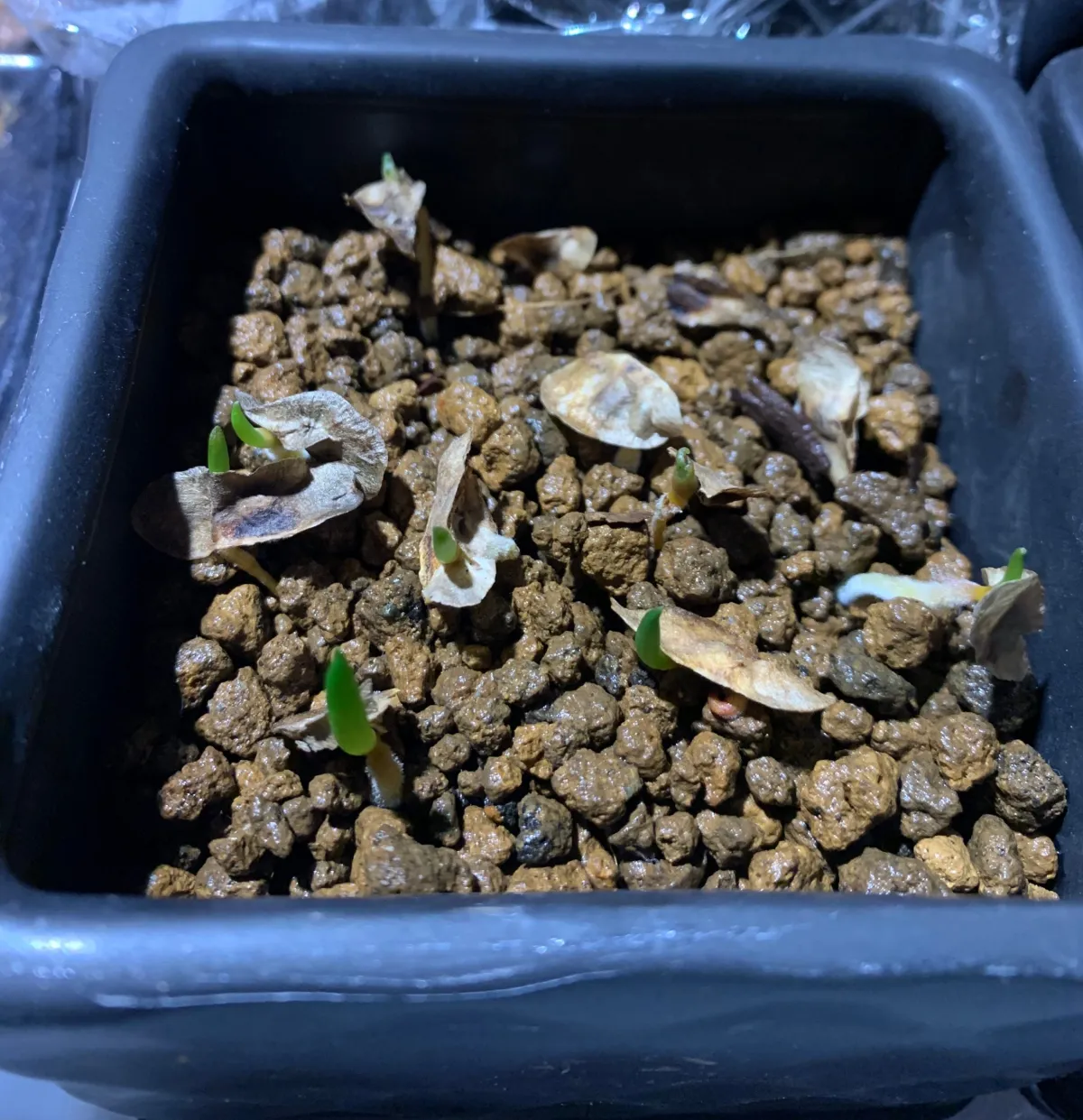 Aloe barberae (アロエ バルベラエ)
