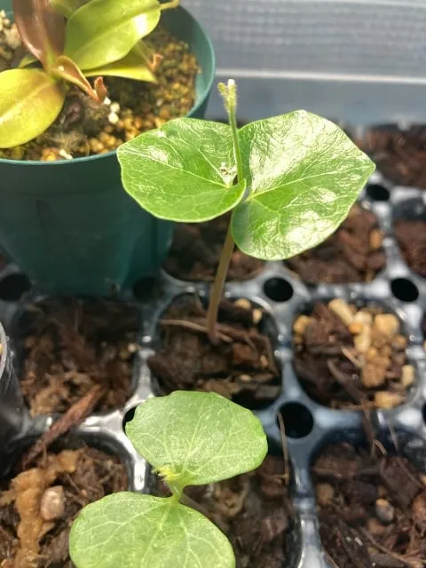 sp. Commiphora sp. (コミフォラ)