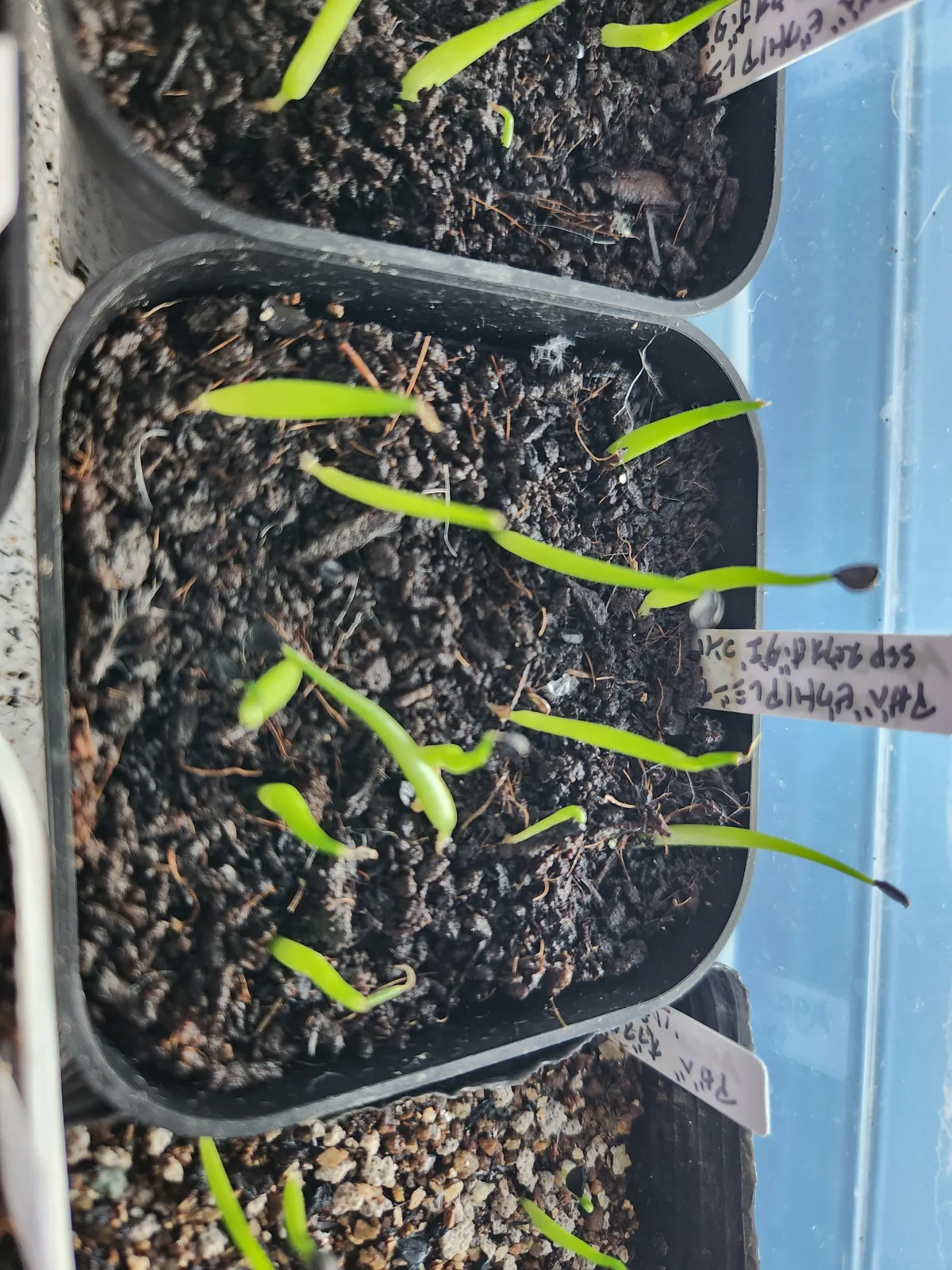 Agave victoriae-reginae ssp. swobodae (アガベ スワボダエ コンパクタ)