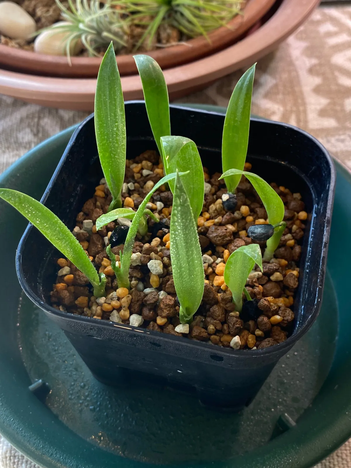 Yucca filifera (ユッカ フィリフェラ)