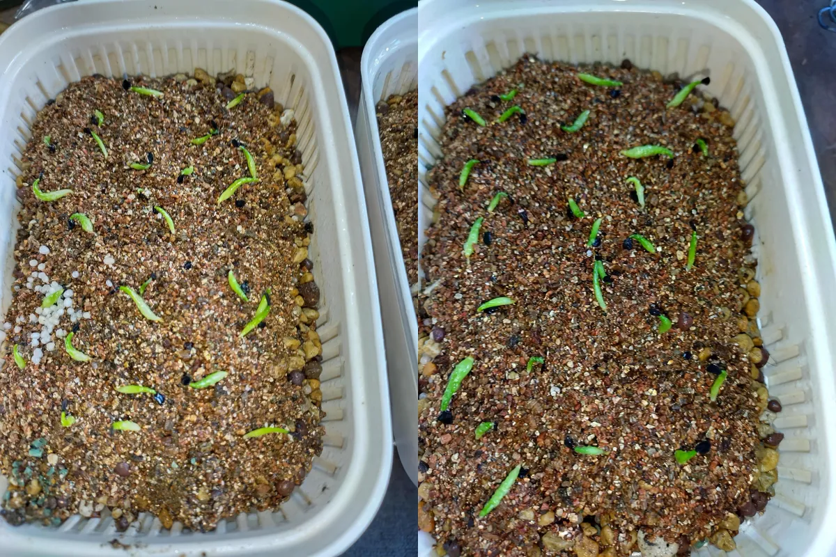 Agave oteroi Lot. (アガベ オテロイ)