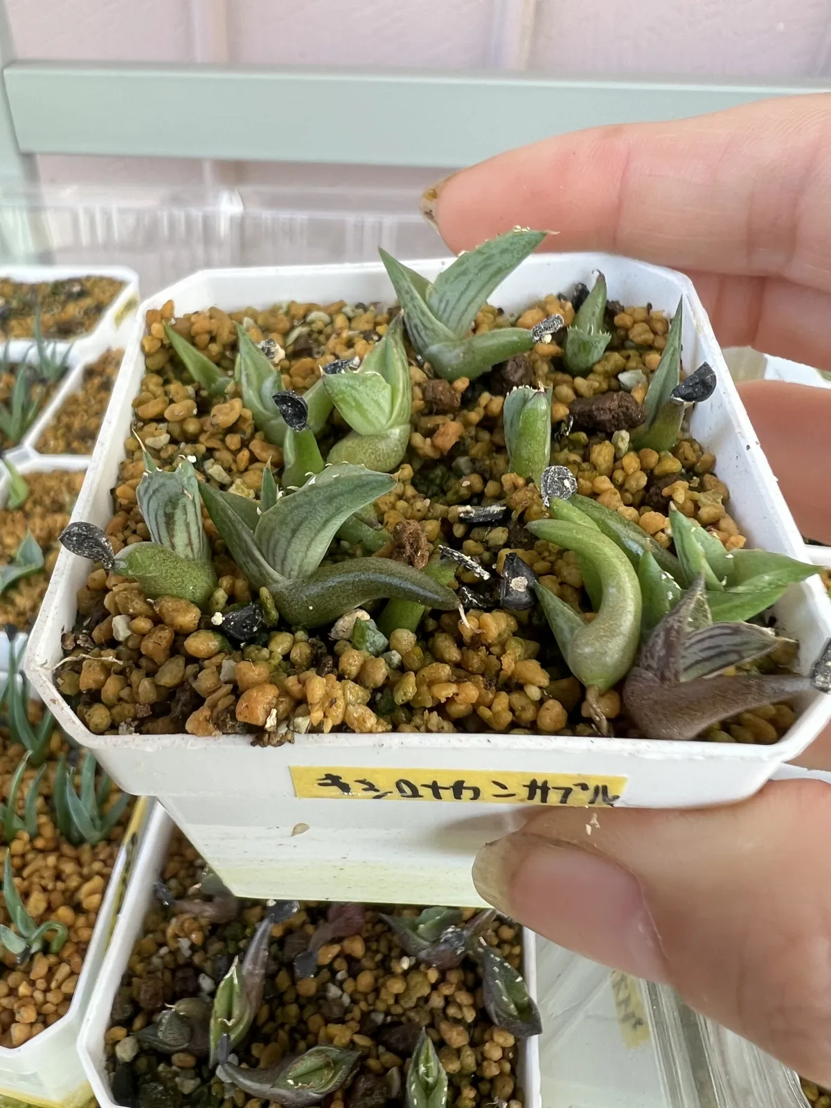 Agave xylonacantha blue (アガベ キシロナカンサブルー)
