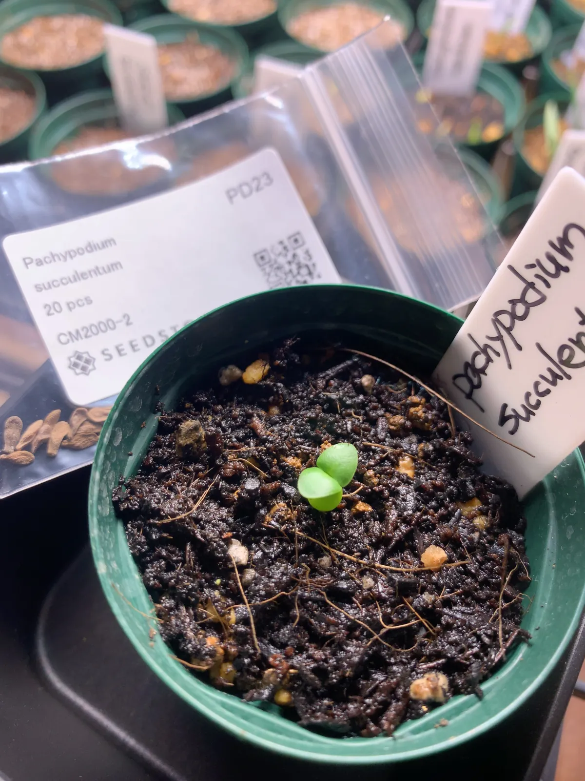 Pachypodium succulentum (パキポディウム サキュレンタム)
