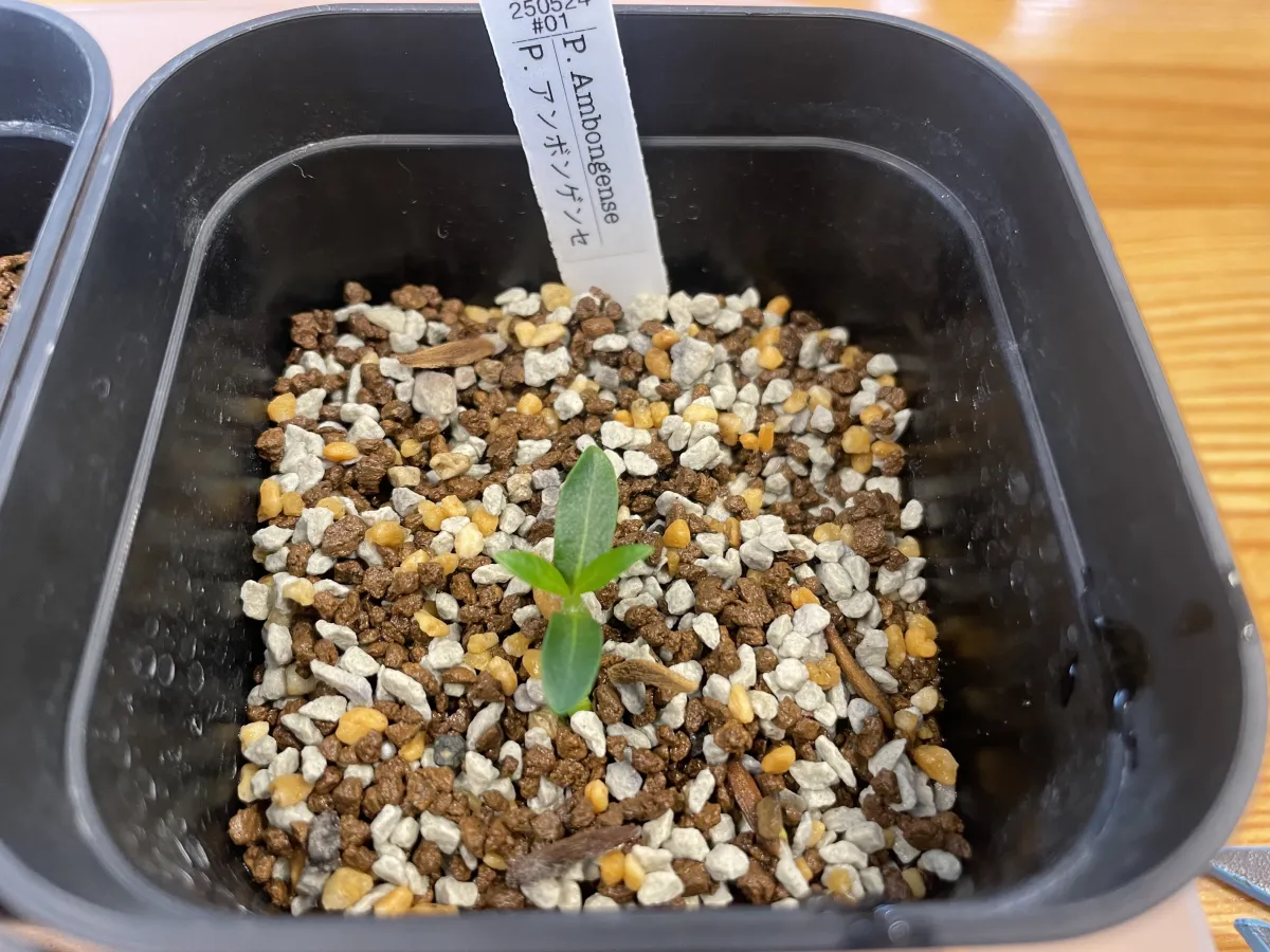 Pachypodium ambongense (パキポディウム アンボンゲンセ)
