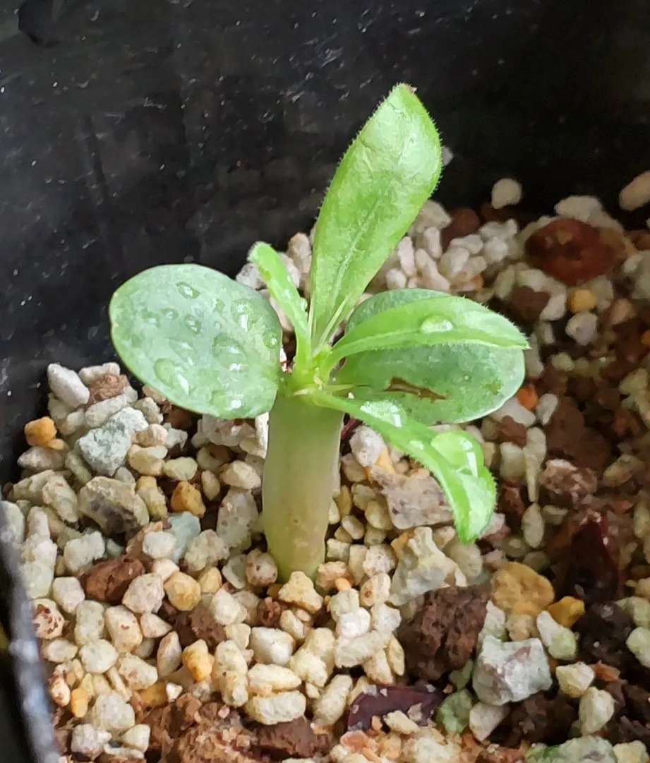 Pachypodium saundersii (パキポディウム サンデルシー)