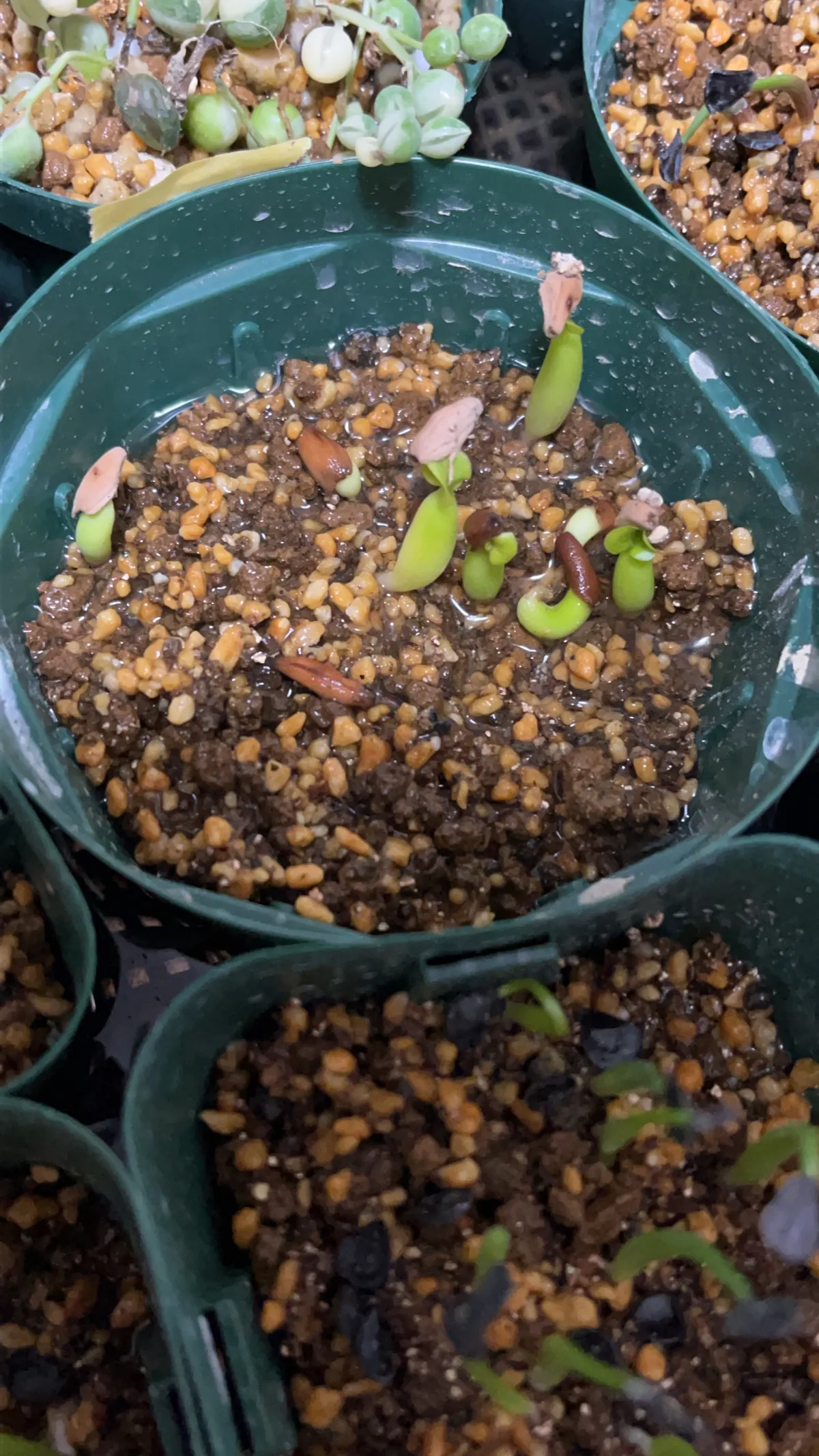 Adenium arabicum rachine (アデニウム アラビカム ラシニー)