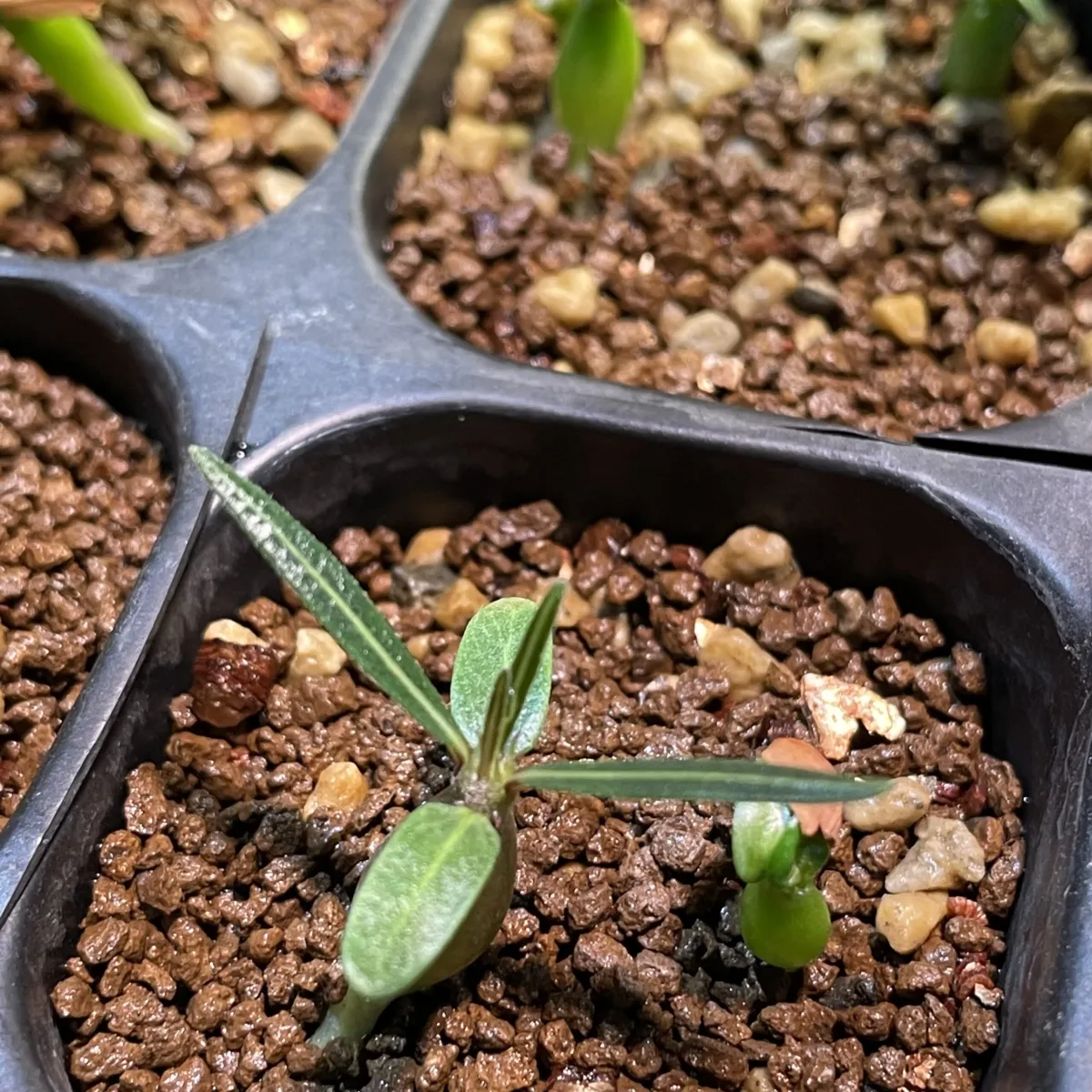 Pachypodium rosulatum ssp. cactipes (パキポディウム カクチペス)