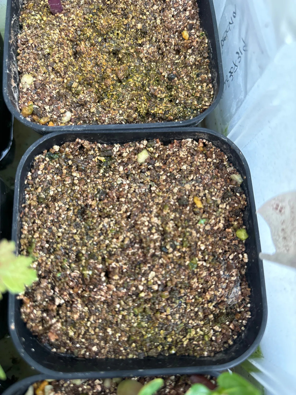 Jatropha podagrica red (ヤトロファ ポダグリカ レッド)