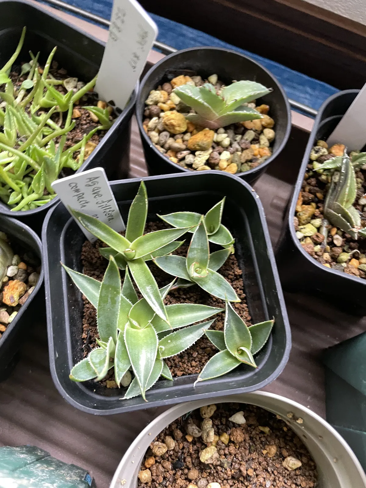 Agave filifera var. compacta (アガベ フィリフェラコンパクタ)