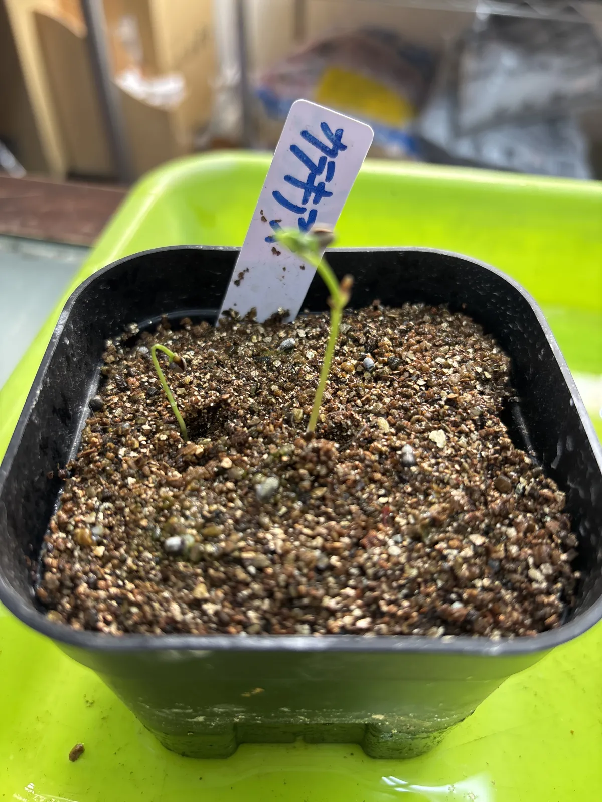 Euphorbia characias (ユーフォルビア カラキアス)