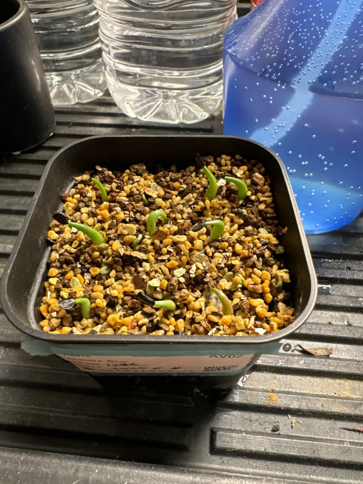 Agave titanota Blue Lot. (アガベ チタノタブルー)