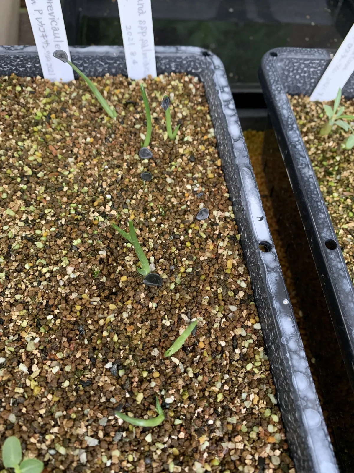 Agave salmiana ssp. salmiana (アガベ サルミアナ)