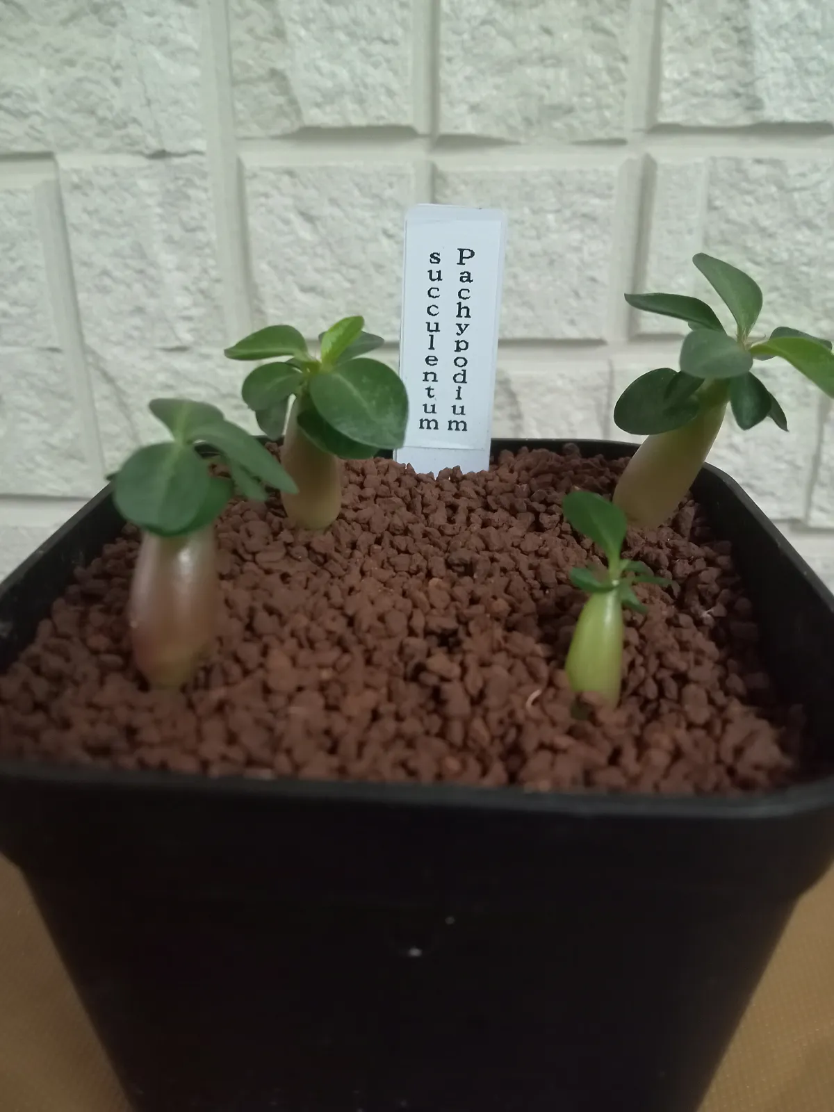 Pachypodium succulentum (パキポディウム サキュレンタム)