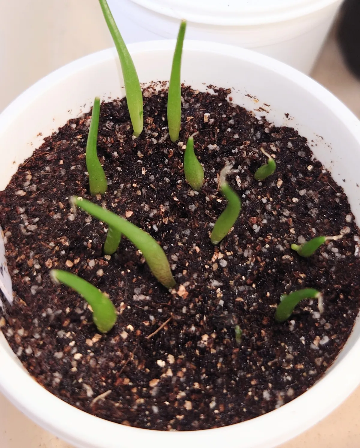 Agave kerchovei (アガベ ワフアパンレッド)