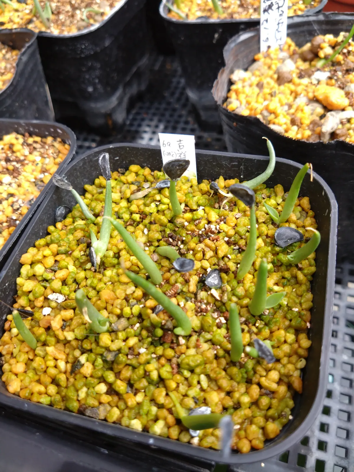 Agave parryi ssp. parryi (アガベ パリー)