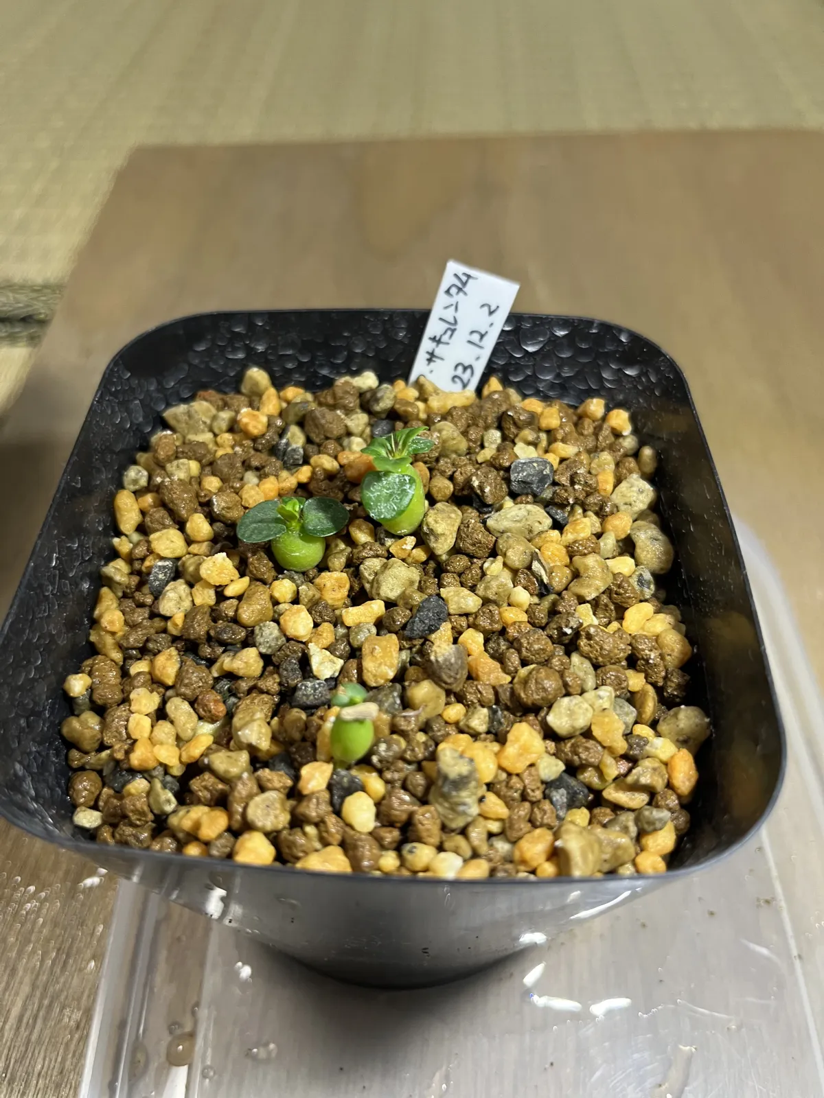 Pachypodium succulentum (パキポディウム サキュレンタム)