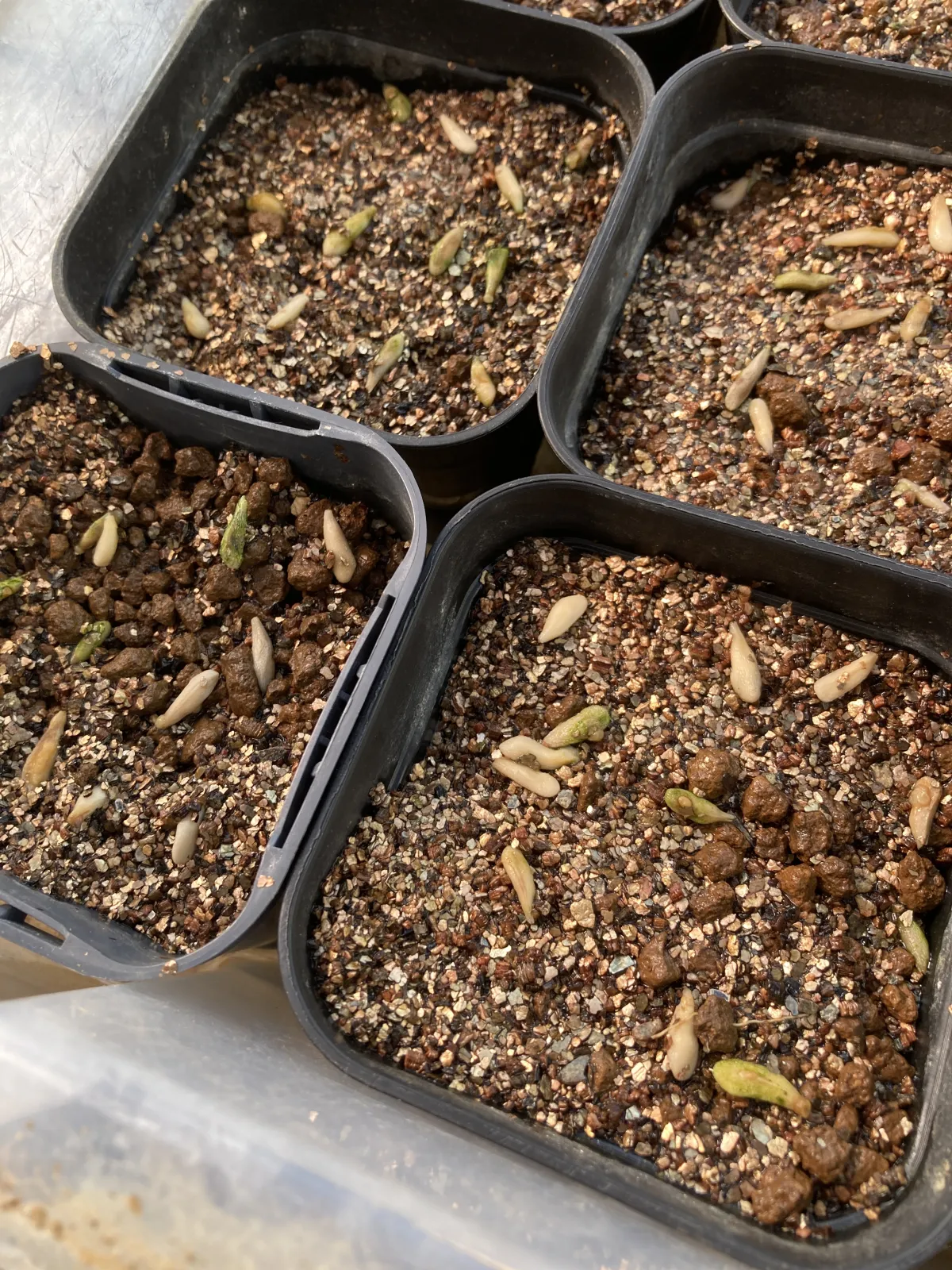 Pachypodium lamerei (パキポディウム ラメレイ)