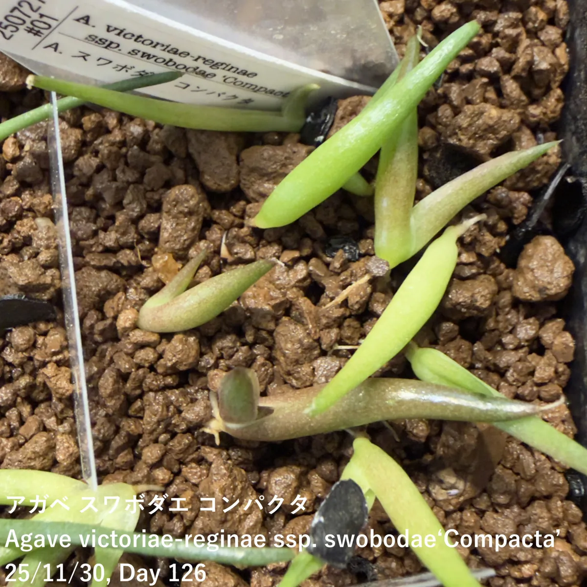 Agave victoriae-reginae ssp. swobodae (アガベ スワボダエ コンパクタ)