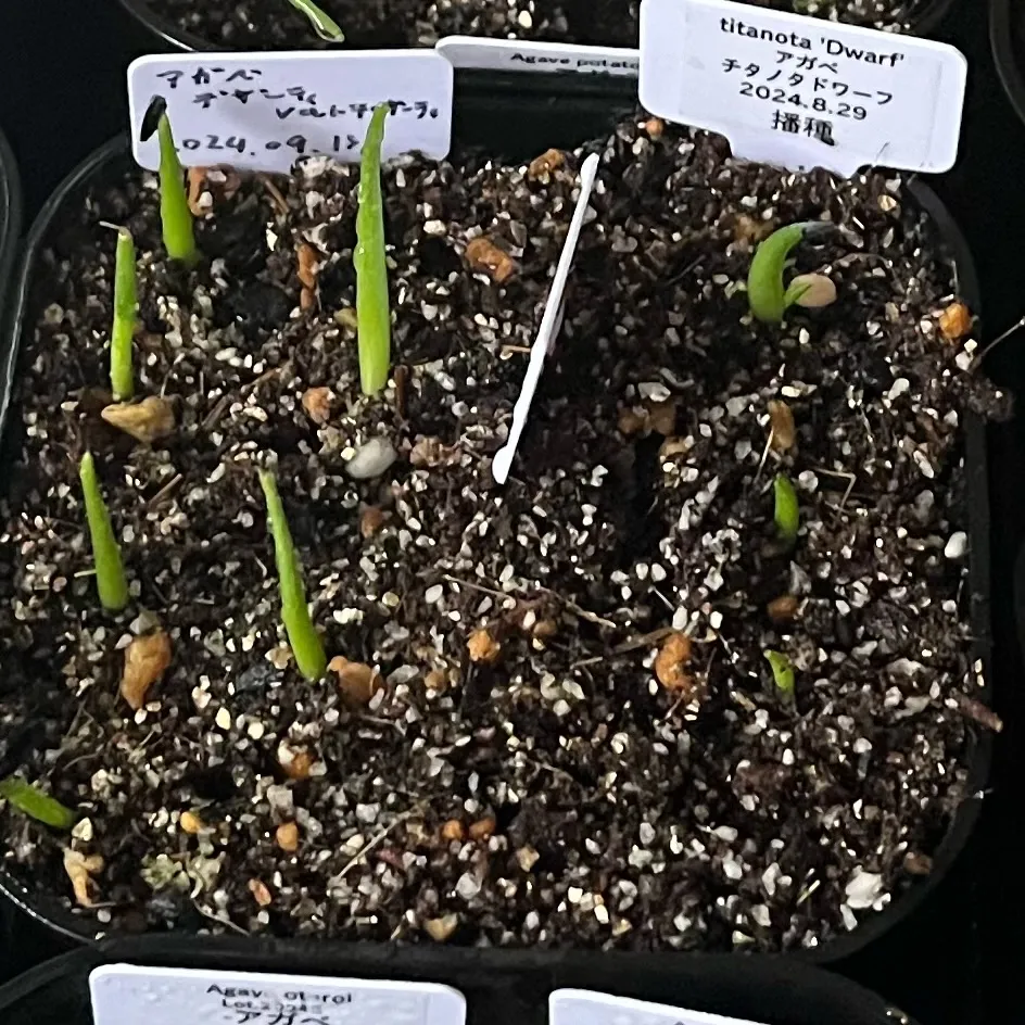 Agave titanota (アガベ チタノタ ドワーフ)