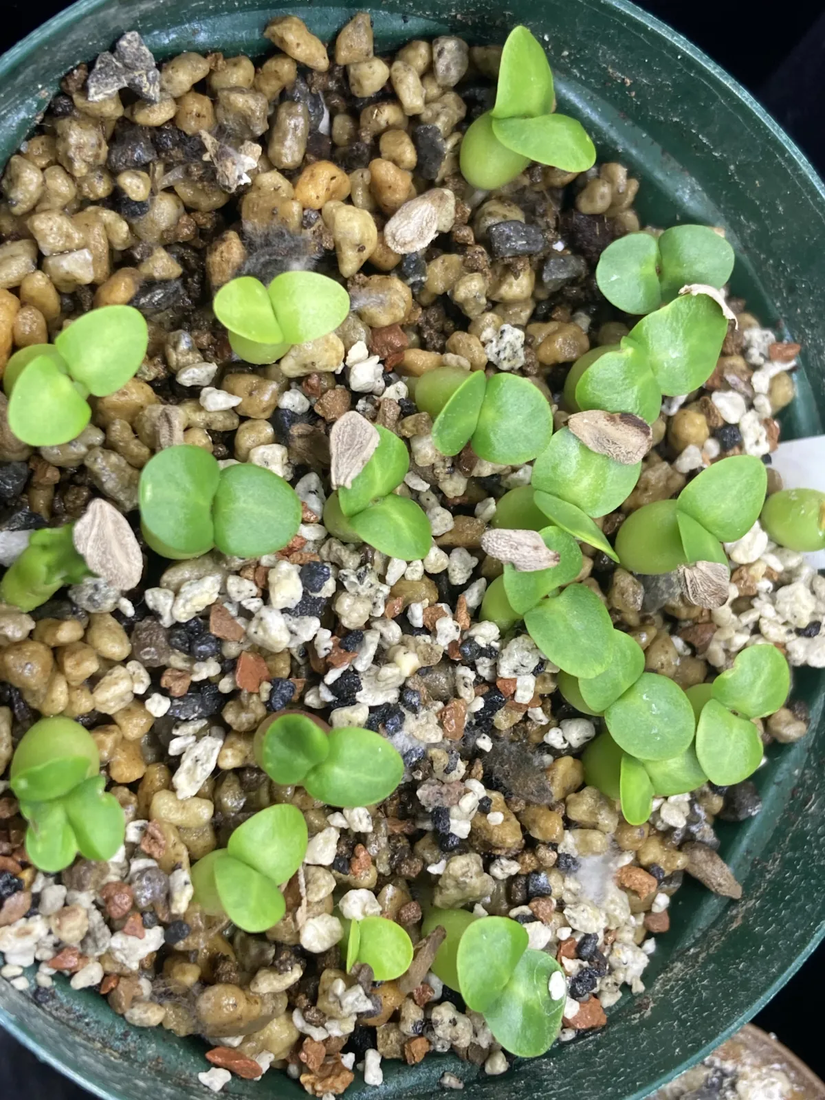 Pachypodium succulentum (パキポディウム サキュレンタム)