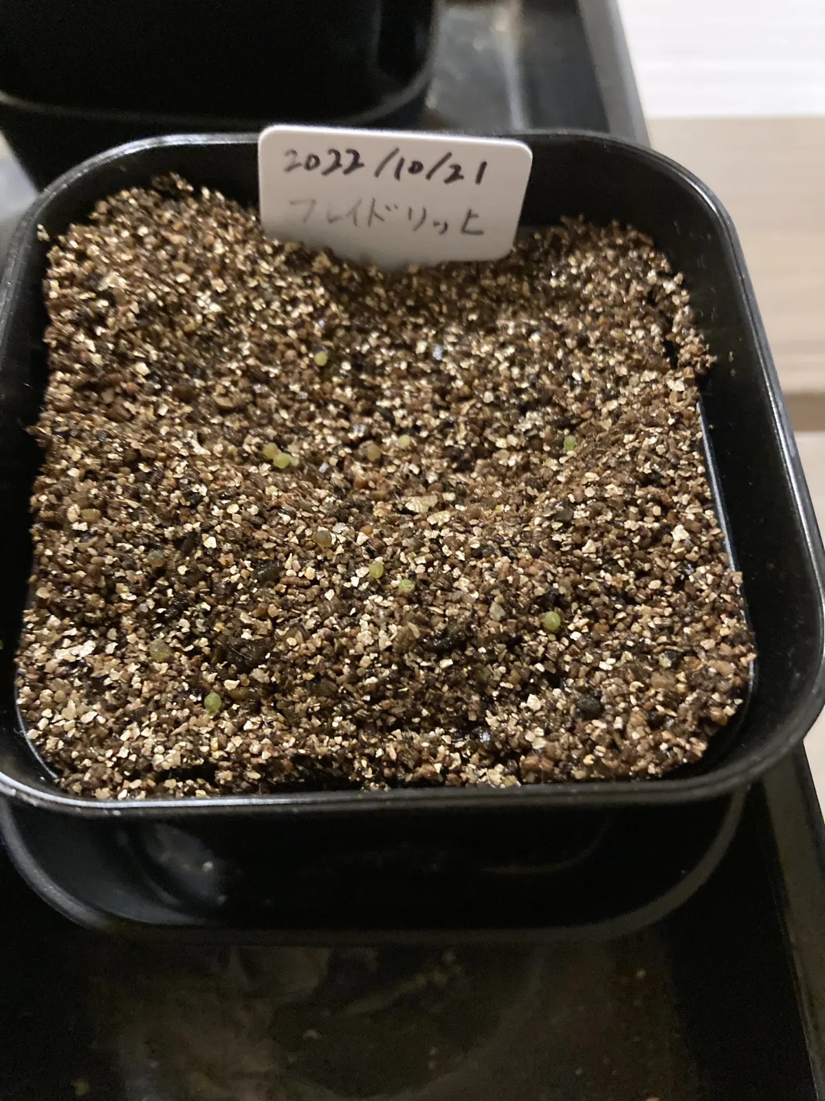 Gymnocalycium mihanovichii var. friedrichii (ギムノカリキウム フレイドリッヒ)