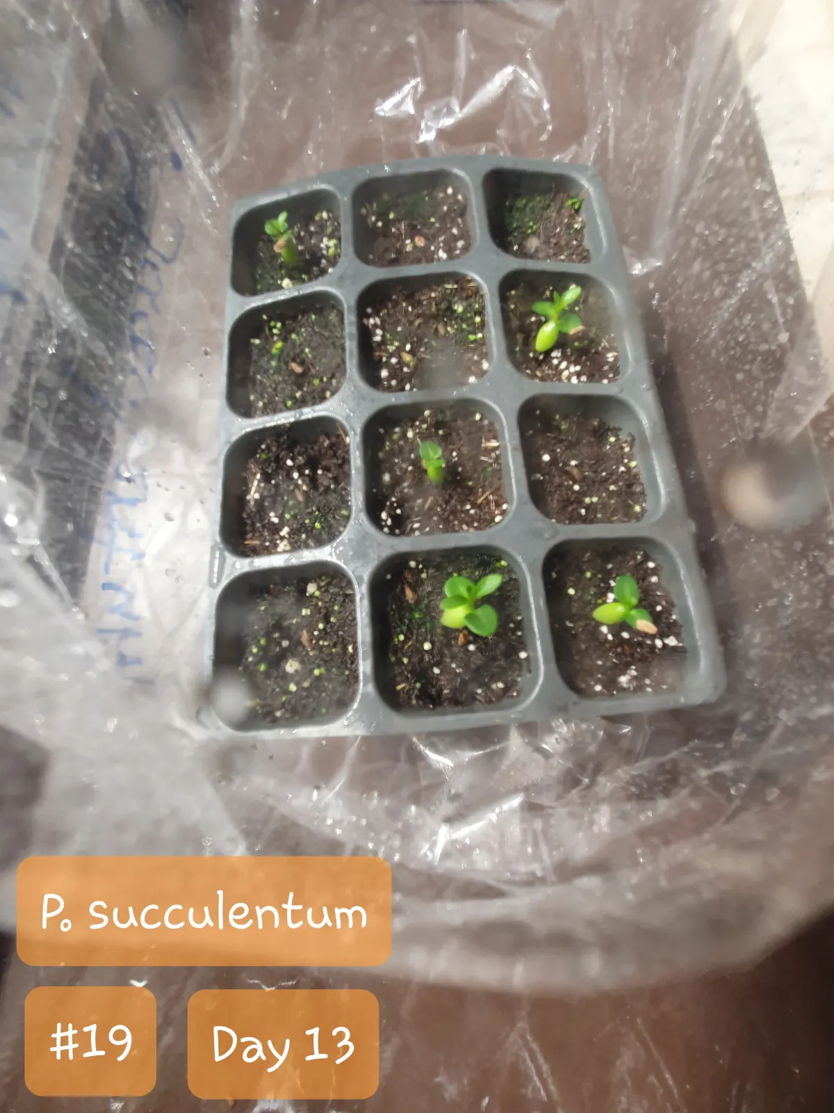 Pachypodium succulentum (パキポディウム サキュレンタム)