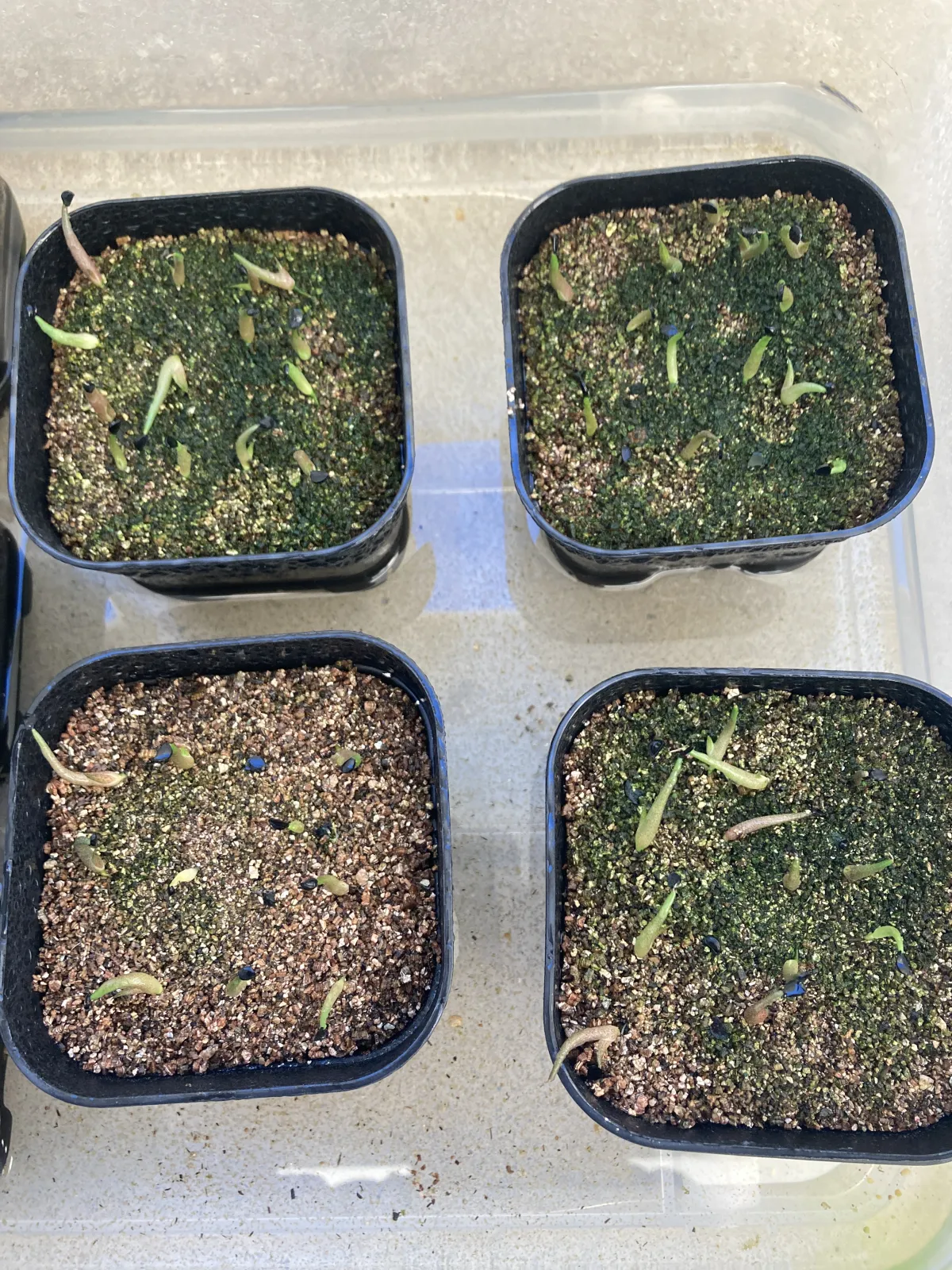 Agave oteroi Lot. (アガベ オテロイ)