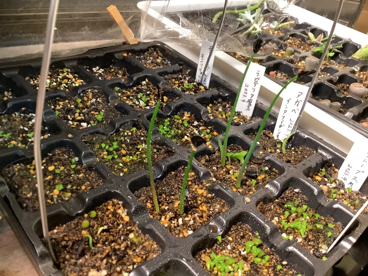 Lapidaria margaretae (ラピダリア マーガレッティ 魔玉)