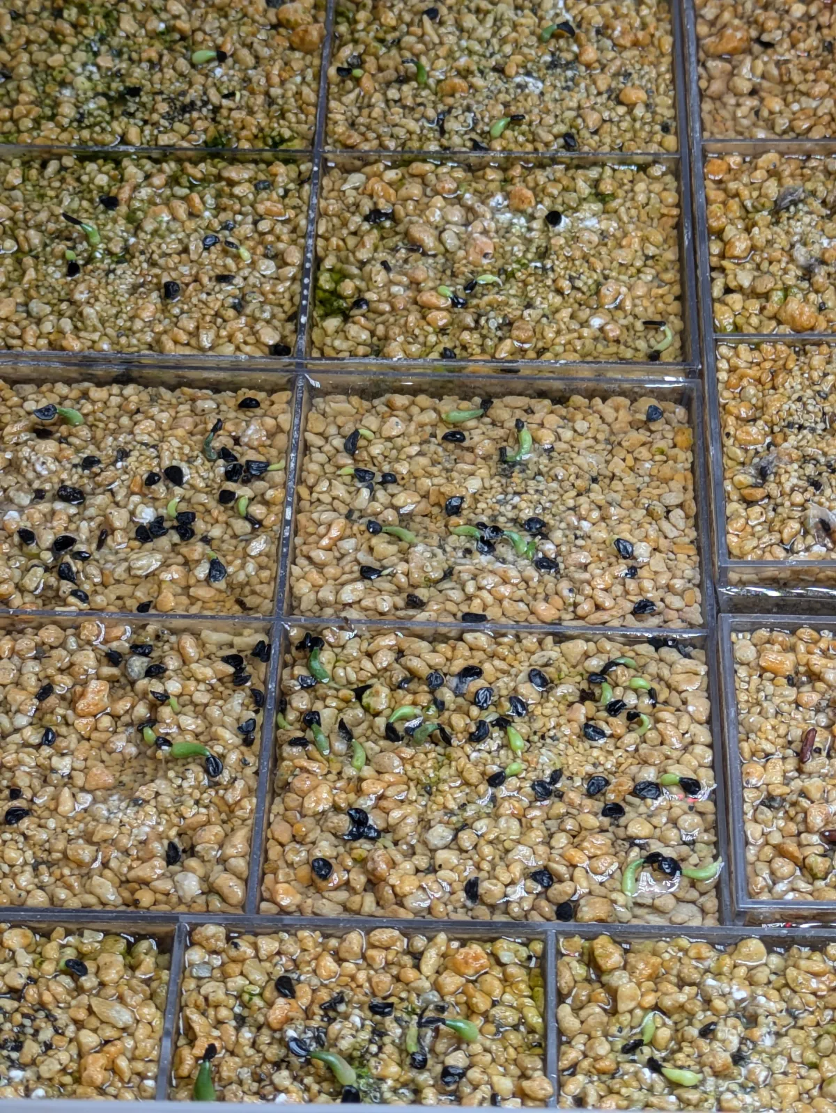 Agave titanota Blue Lot. (アガベ チタノタブルー)