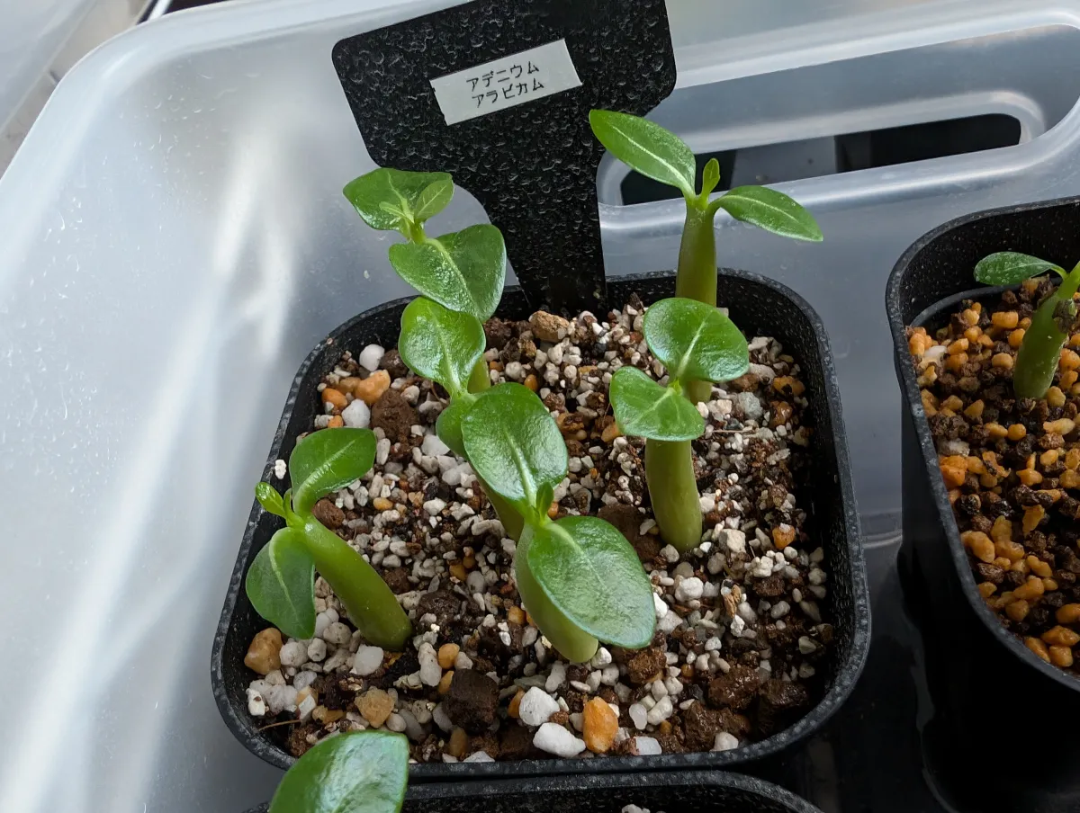 YLB Adenium arabicum Yak Lop Buri (アデニウム アラビカム)