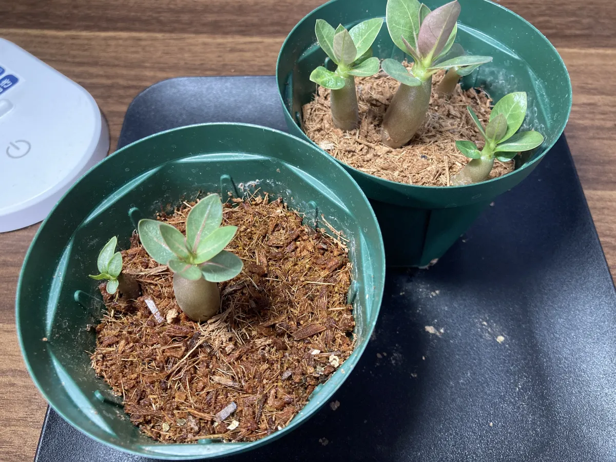 Adenium arabicum Yemen (アデニウム アラビカム イエメン)