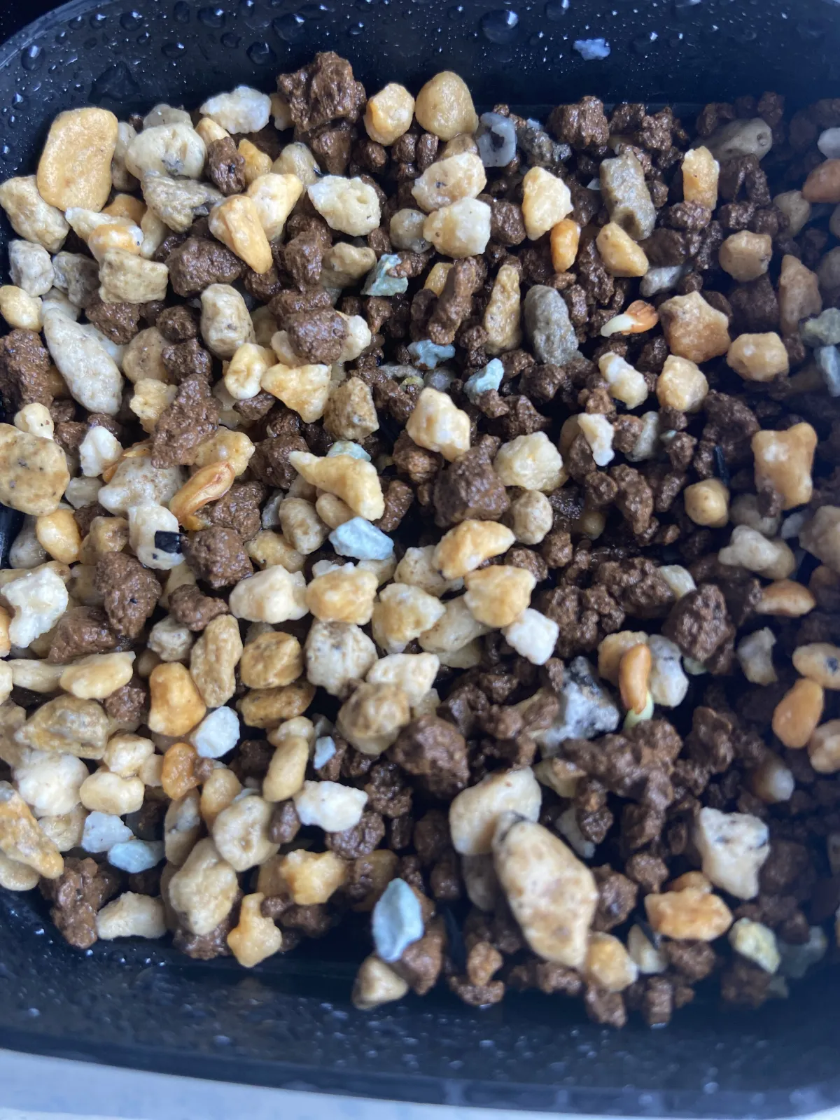 Pachypodium densiflorum var. brevicalyx (パキポディウム ブレビカリックス)