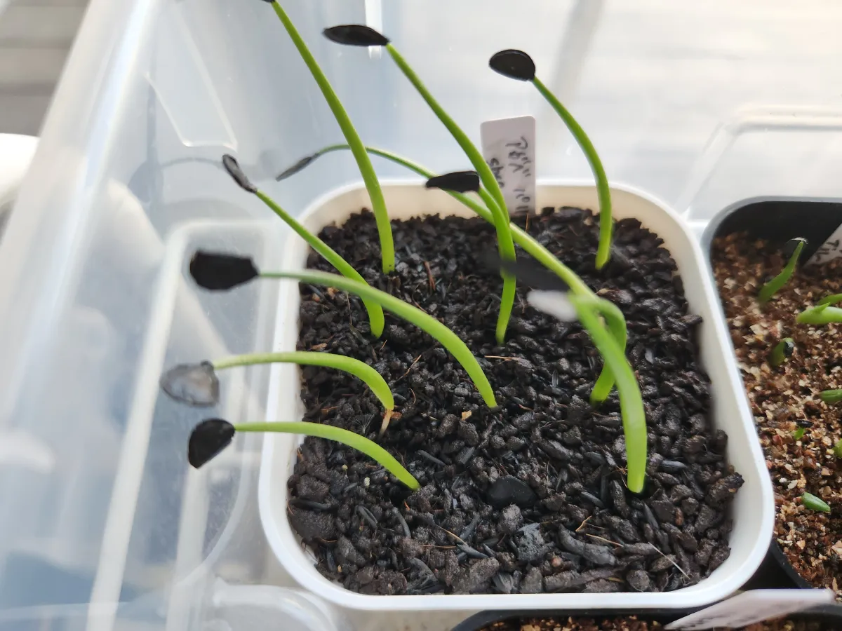 Agave parryi ssp. parryi (アガベ パリー)