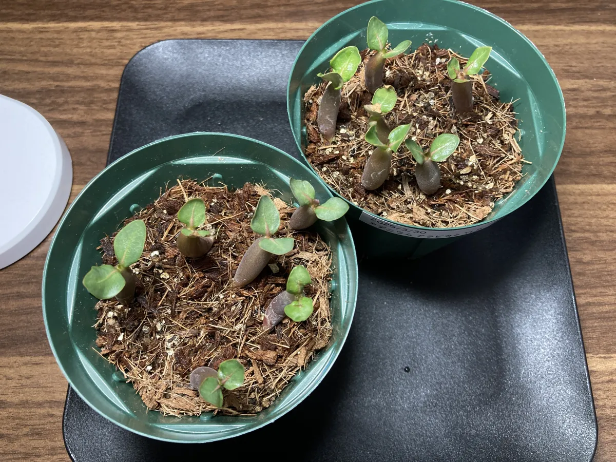 YLB Adenium arabicum Yak Lop Buri (アデニウム アラビカム)