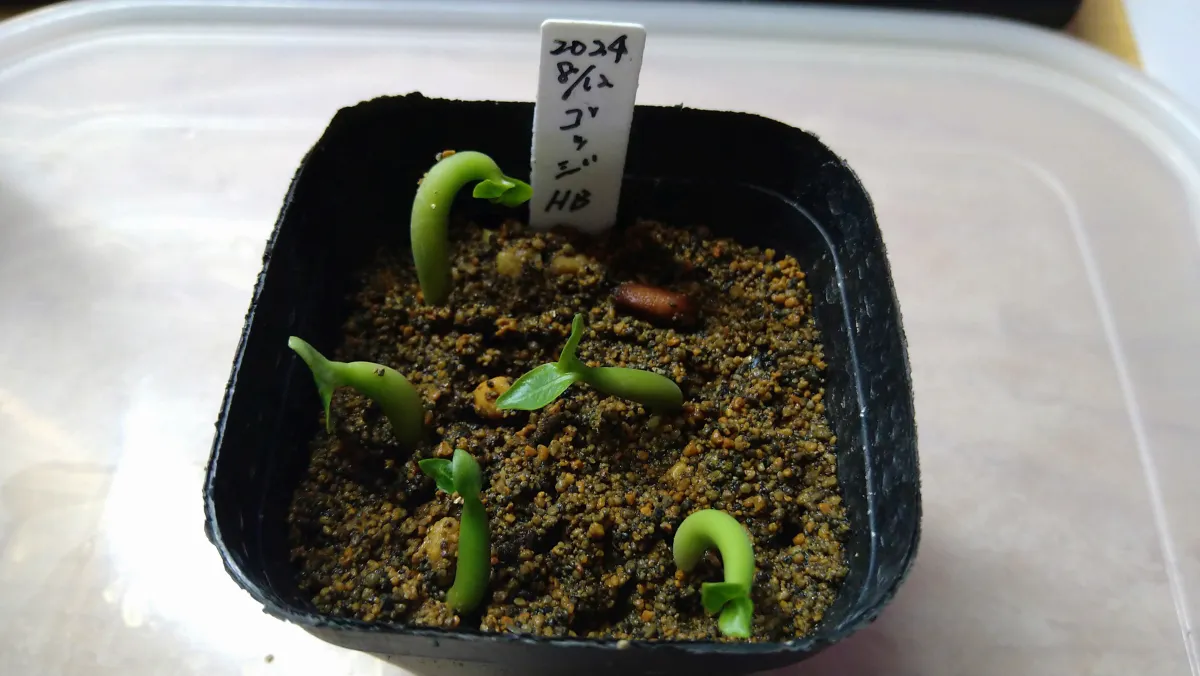 Adenium arabicum Godji hybrid (アデニウム アラビカムゴッジハイブリッド)