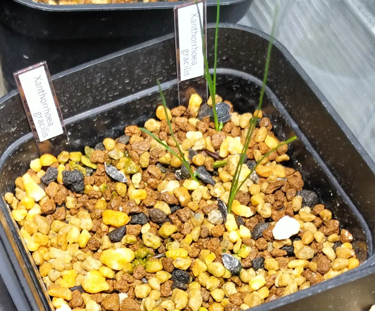 Xanthorrhoea gracilis (ザントロエア グラキリス)