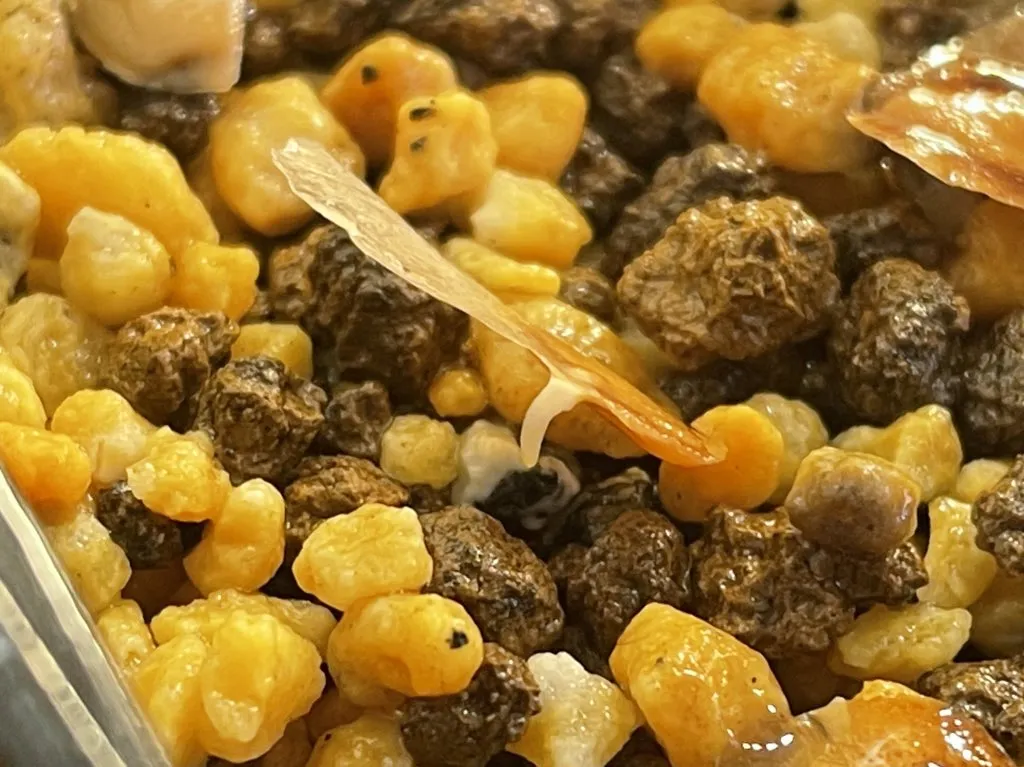 Dioscorea elephantipes (ディオスコレア エレファンティペス)