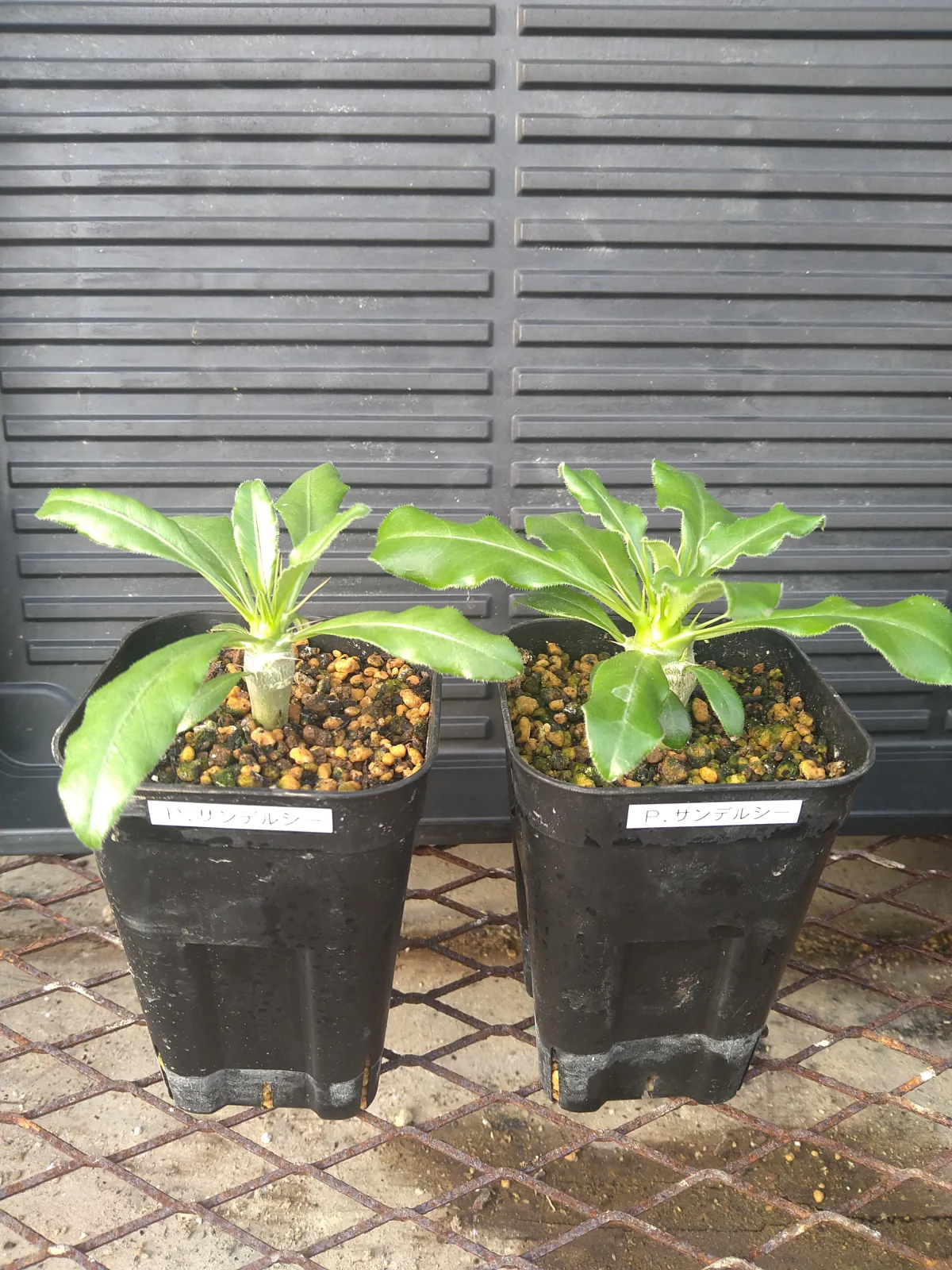 Pachypodium saundersii (パキポディウム サンデルシー)