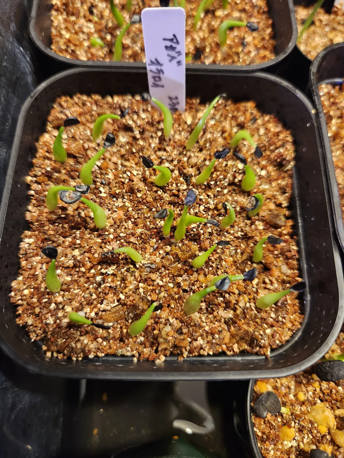 Agave oteroi Lot. (アガベ オテロイ)
