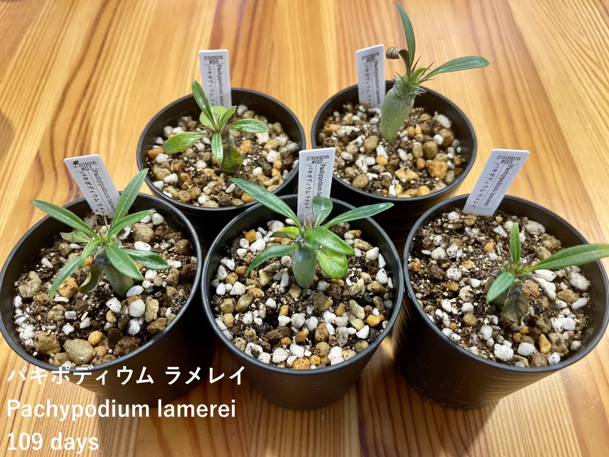 Pachypodium lamerei (パキポディウム ラメレイ)