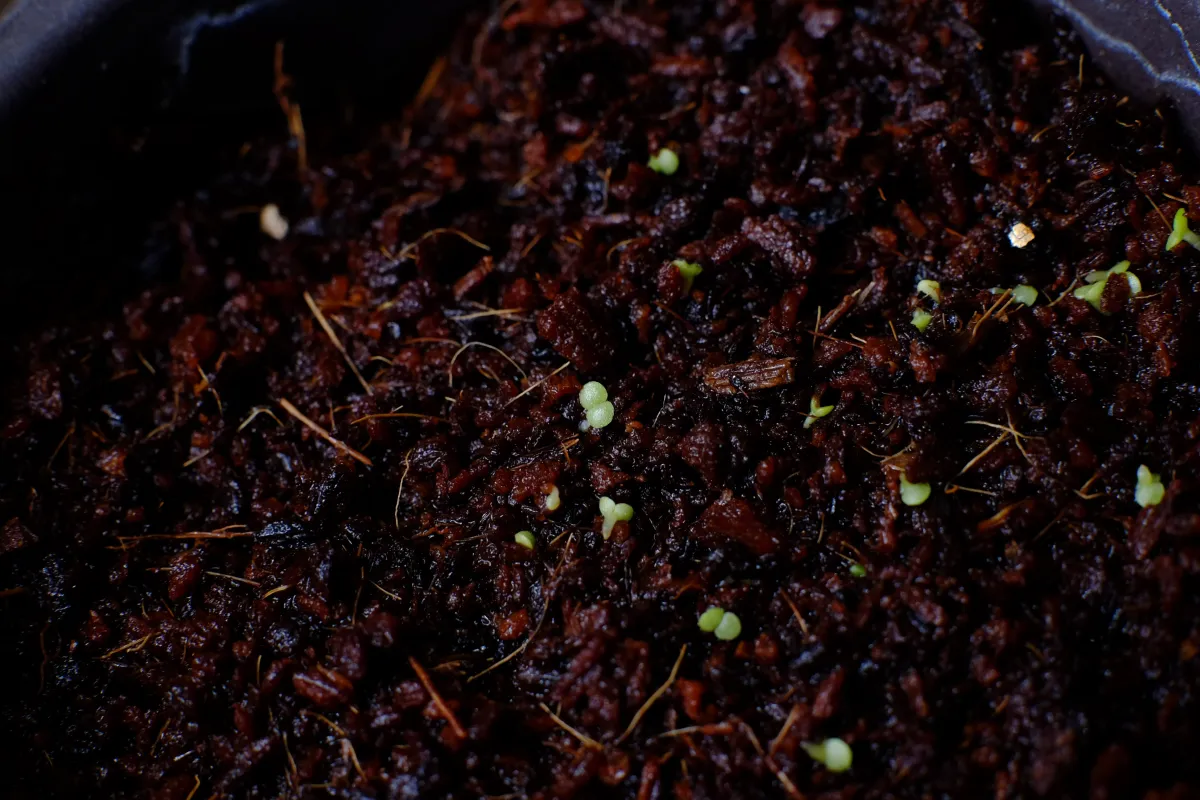 Tylecodon paniculatus (ティレコドン パニクラタス)