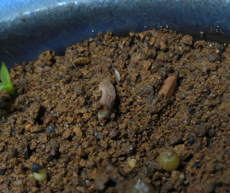 Pachypodium succulentum (パキポディウム サキュレンタム)