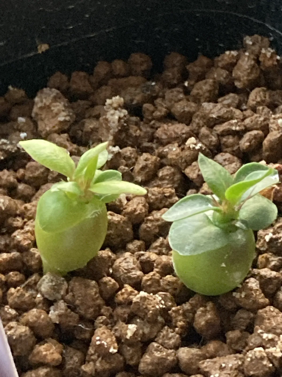 Pachypodium succulentum (パキポディウム サキュレンタム)
