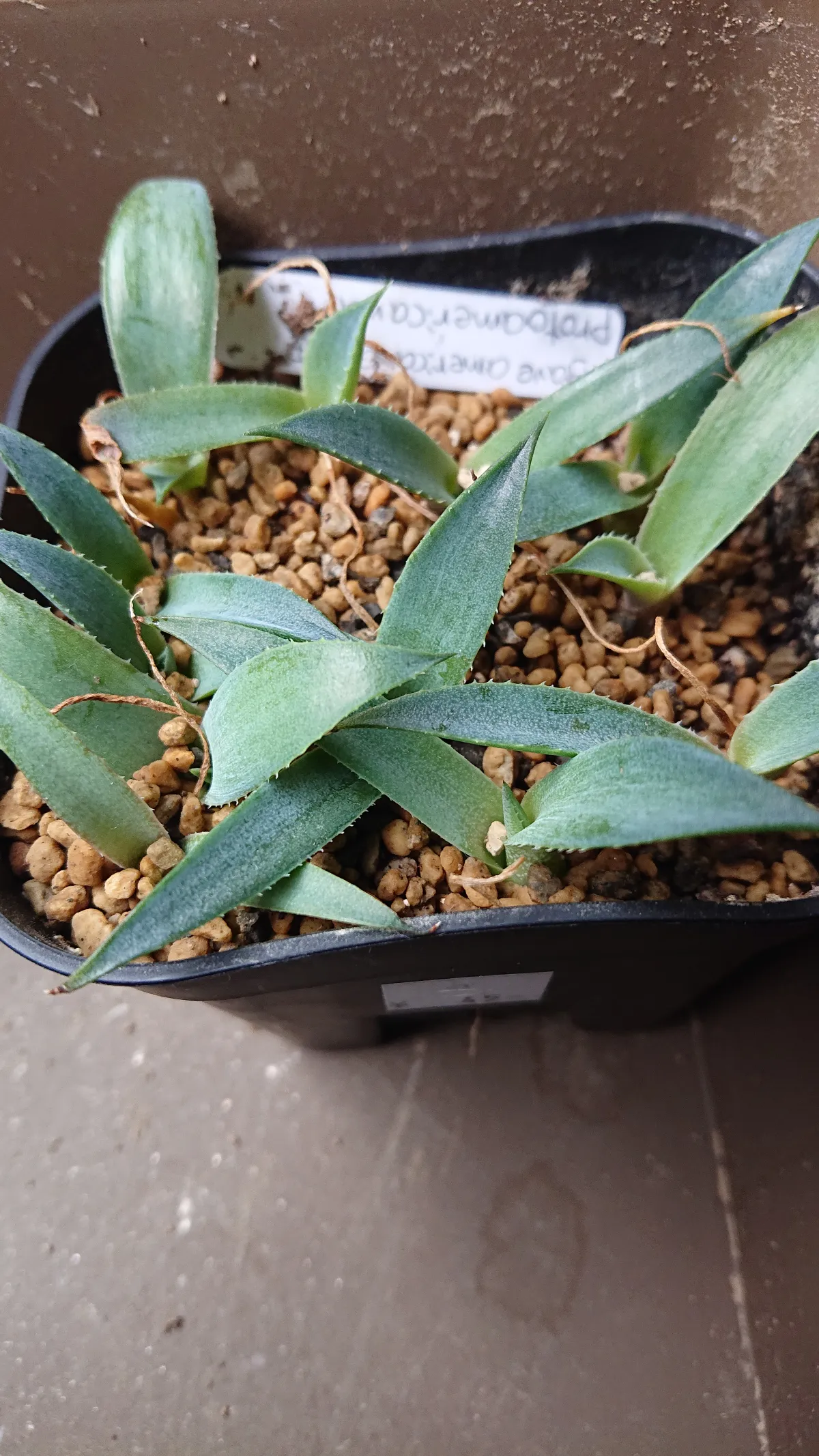 Agave americana ssp. protoamericana (アガベ プロトアメリカーナ)