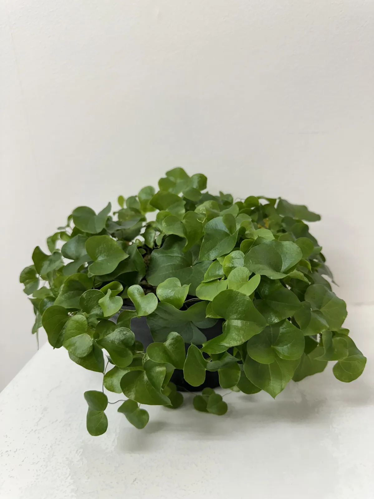 Dioscorea elephantipes (ディオスコレア エレファンティペス)