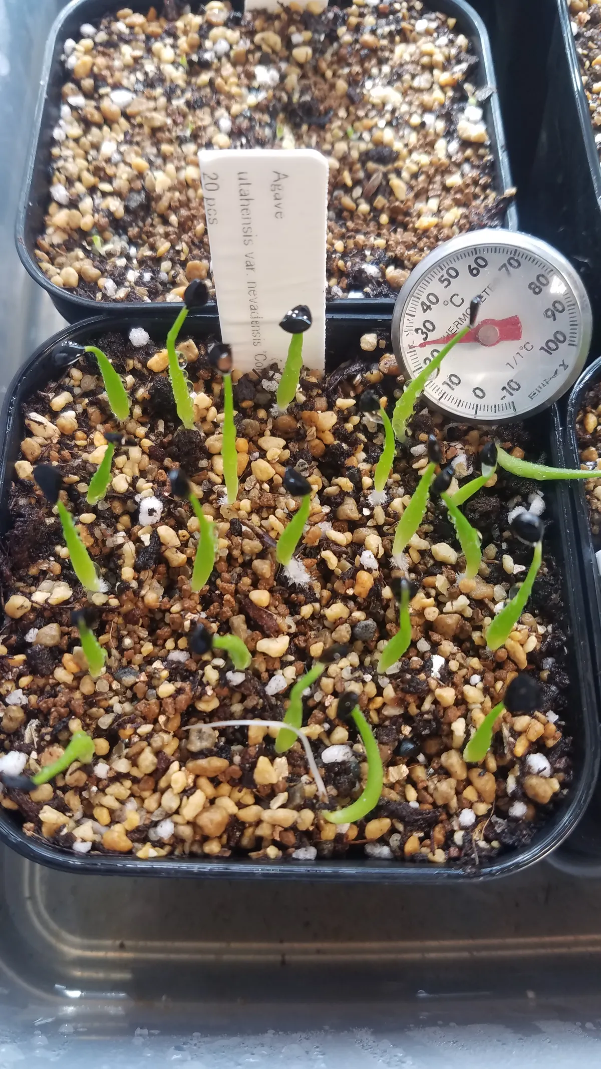 Agave utahensis v. nevadensis Compacta (アガベ ネバデンシス コンパクタ)