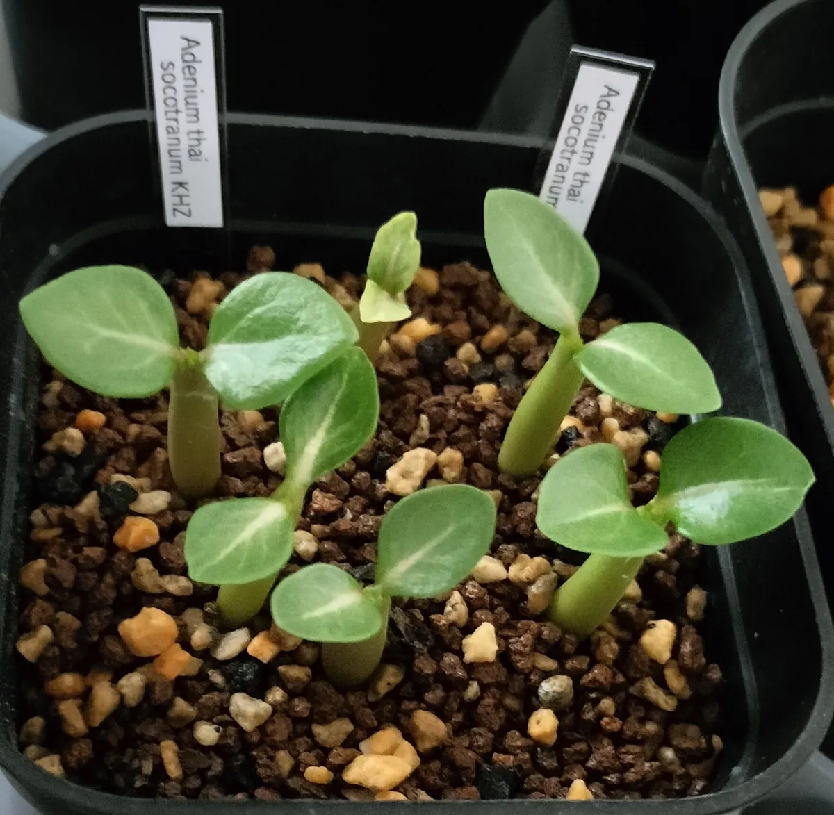 KHZ Adenium thai socotranum KHZ (アデニウム タイ ソコトラナム)